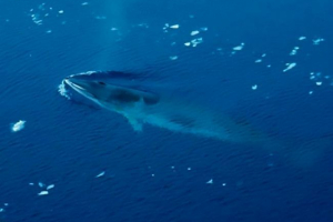 Južno majhno polsky - mali predstavnik glasbenih kitov Južno majhno polsky - mali predstavnik glasbenih kitov